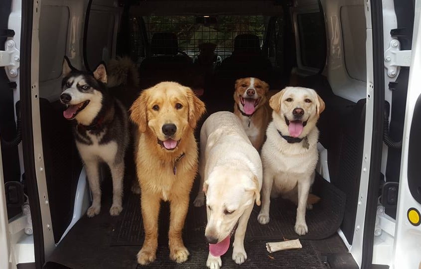 truck dogs