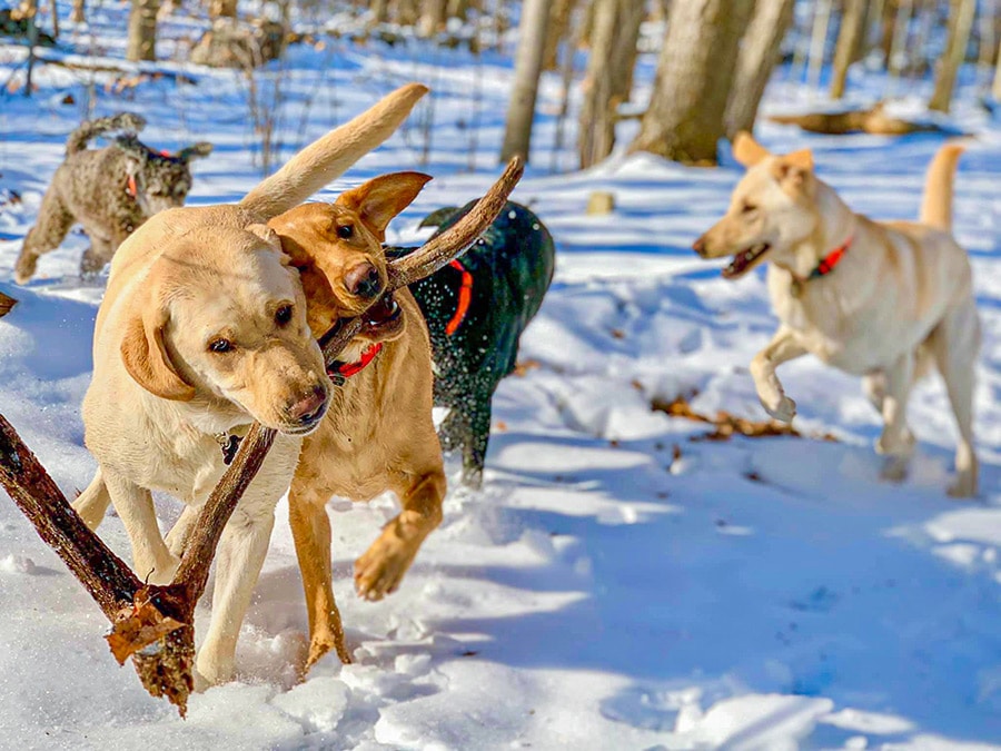 Dogs in snow hiking